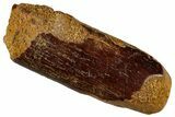 Fossil Sauropod Dinosaur (Titanosaur) Tooth - Morocco #293684-1